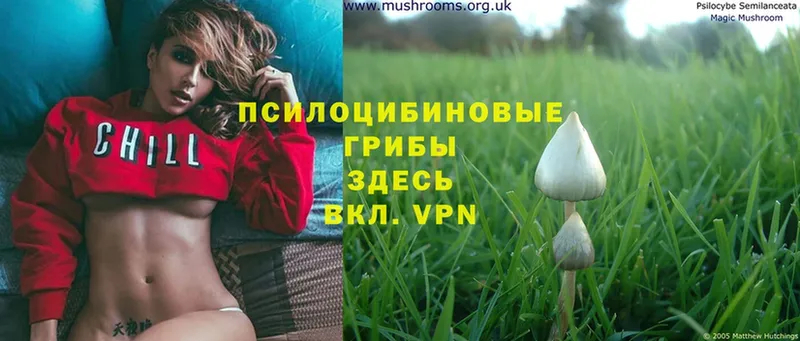 Псилоцибиновые грибы Cubensis  где купить   Крым 